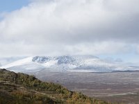 N, Trondelag, Oppdal, Gronbakken 40, Saxifraga-Willem van Kruijsbergen