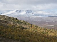 N, Trondelag, Oppdal, Gronbakken 41, Saxifraga-Willem van Kruijsbergen