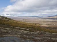 N, Trondelag, Oppdal, Gronbakken 42, Saxifraga-Willem van Kruijsbergen