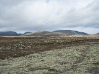 N, Trondelag, Oppdal, Gronbakken 44, Saxifraga-Annemiek Bouwman