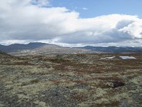 N, Trondelag, Oppdal, Gronbakken 45, Saxifraga-Annemiek Bouwman