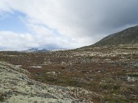 N, Trondelag, Oppdal, Gronbakken 46, Saxifraga-Annemiek Bouwman