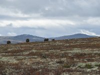 N, Trondelag, Oppdal, Gronbakken 48, Saxifraga-Annemiek Bouwman