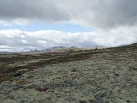 N, Trondelag, Oppdal, Gronbakken 50, Saxifraga-Annemiek Bouwman