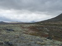 N, Trondelag, Oppdal, Gronbakken 51, Saxifraga-Annemiek Bouwman