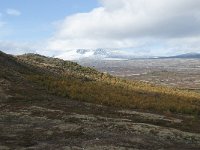 N, Trondelag, Oppdal, Gronbakken 55, Saxifraga-Annemiek Bouwman