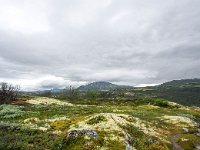 N, Trondelag, Oppdal, Kongsvoll 14, Saxifraga-Bart Vastenhouw