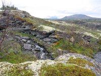 N, Trondelag, Oppdal, Kongsvoll 15, Saxifraga-Bart Vastenhouw