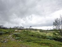 N, Trondelag, Oppdal, Kongsvoll 16, Saxifraga-Bart Vastenhouw