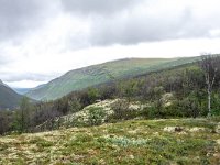 N, Trondelag, Oppdal, Kongsvoll 17, Saxifraga-Bart Vastenhouw