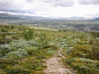 N, Trondelag, Oppdal, Kongsvoll 4, Saxifraga-Bart Vastenhouw