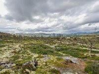 N, Trondelag, Oppdal, Kongsvoll 6, Saxifraga-Bart Vastenhouw