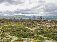 N, Trondelag, Oppdal, Kongsvoll 7, Saxifraga-Bart Vastenhouw