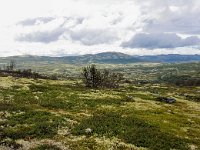 N, Trondelag, Oppdal, Kongsvoll 9, Saxifraga-Bart Vastenhouw