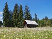 SLO, Gorenjska, Bled, Debela Pec 1, Saxifraga-Hans Dekker