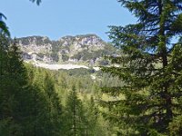 SLO, Gorenjska, Bled, Debela Pec 4, Saxifraga-Hans Dekker