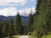 SLO, Gorenjska, Kranjska Gora, Mojstrana 2, Saxifraga-Hans Dekker