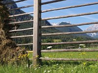 SLO, Gorenjska, Kranjska Gora, Mojstrana 6, Saxifraga-Hans Dekker