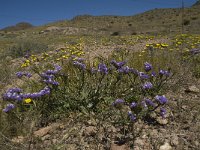 E, Almeria, Nijar, Cabo de Gata 101, Saxifraga-Willem van Kruijsbergen