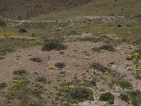 E, Almeria, Nijar, Cabo de Gata 22, Saxifraga-Willem van Kruijsbergen