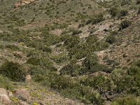 E, Almeria, Nijar, Cabo de Gata 59, Saxifraga-Willem van Kruijsbergen