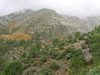 E, Avila, Guisando, Galayos valley 24, Saxifraga-Tom Heijnen