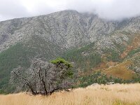 E, Avila, Guisando, Galayos valley 31, Saxifraga-Tom Heijnen