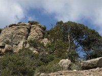 E, Barcelona, Matadepera,  NP Sant Llorenc del Munt 18, Saxifraga-Jan van der Straaten