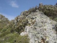 E, Cantabria, Vega de Liebana, Puerto de San Glorio 14, Saxifraga-Willem van Kruijsbergen