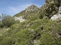 E, Cantabria, Vega de Liebana, Puerto de San Glorio 15, Saxifraga-Willem van Kruijsbergen