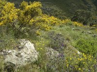 E, Girona, Cadaques, Cap de Creus 10, Saxifraga-Marijke Verhagen