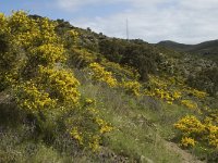 E, Girona, Cadaques, Cap de Creus 12, Saxifraga-Marijke Verhagen