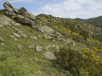 E, Girona, Cadaques, Cap de Creus 7, Saxifraga-Marijke Verhagen