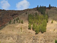 E, Las Palmas, Agaete, Valle de Agaete 7, Saxifraga-Tom Heijnen