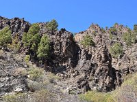 E, Las Palmas, San Bartolome de Tirajana, near San Bartolome de Tirajana village 1, Saxifraga-Tom Heijnen