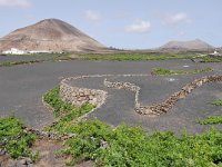 E, Las Palmas, Tinajo, Montana de Tinache 2, Saxifraga-Tom Heijnen