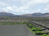 E, Las Palmas, Yaiza, near Yaiza village 6, Saxifraga-Tom Heijnen