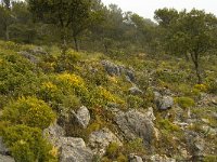 E, Malaga, El Burgo, Sierra de las Nieves 14, Saxifraga-Jan van der Straaten