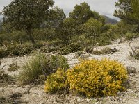 E, Malaga, El Burgo, Sierra de las Nieves 18, Saxifraga-Jan van der Straaten