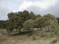 E, Malaga, El Burgo, Sierra de las Nieves 21, Saxifraga-Willem van Kruijsbergen