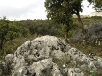 E, Malaga, El Burgo, Sierra de las Nieves 25, Saxifraga-Willem van Kruijsbergen