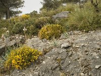 E, Malaga, El Burgo, Sierra de las Nieves 29, Saxifraga-Willem van Kruijsbergen