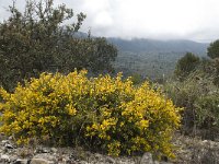 E, Malaga, El Burgo, Sierra de las Nieves 37, Saxifraga-Willem van Kruijsbergen