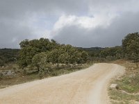 E, Malaga, El Burgo, Sierra de las Nieves 4, Saxifraga-Jan van der Straaten