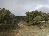 E, Malaga, El Burgo, Sierra de las Nieves 5, Saxifraga-Jan van der Straaten