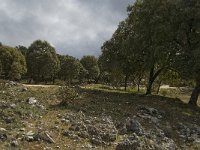 E, Malaga, El Burgo, Sierra de las Nieves 7, Saxifraga-Jan van der Straaten