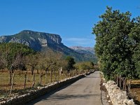 E, Mallorca, Alaro 2, Saxifraga-Hans Dekker