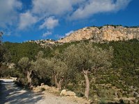 E, Mallorca, Alaro, Castel d Alaro 10, Saxifraga-Hans Dekker