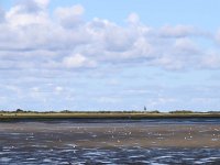 NL, Friesland, Schiermonnikoog, Veerdam 1, Saxifraga-Bart Vastenhouw