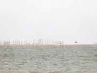 NL, Friesland, Vlieland 1, Saxifraga-Bart Vastenhouw